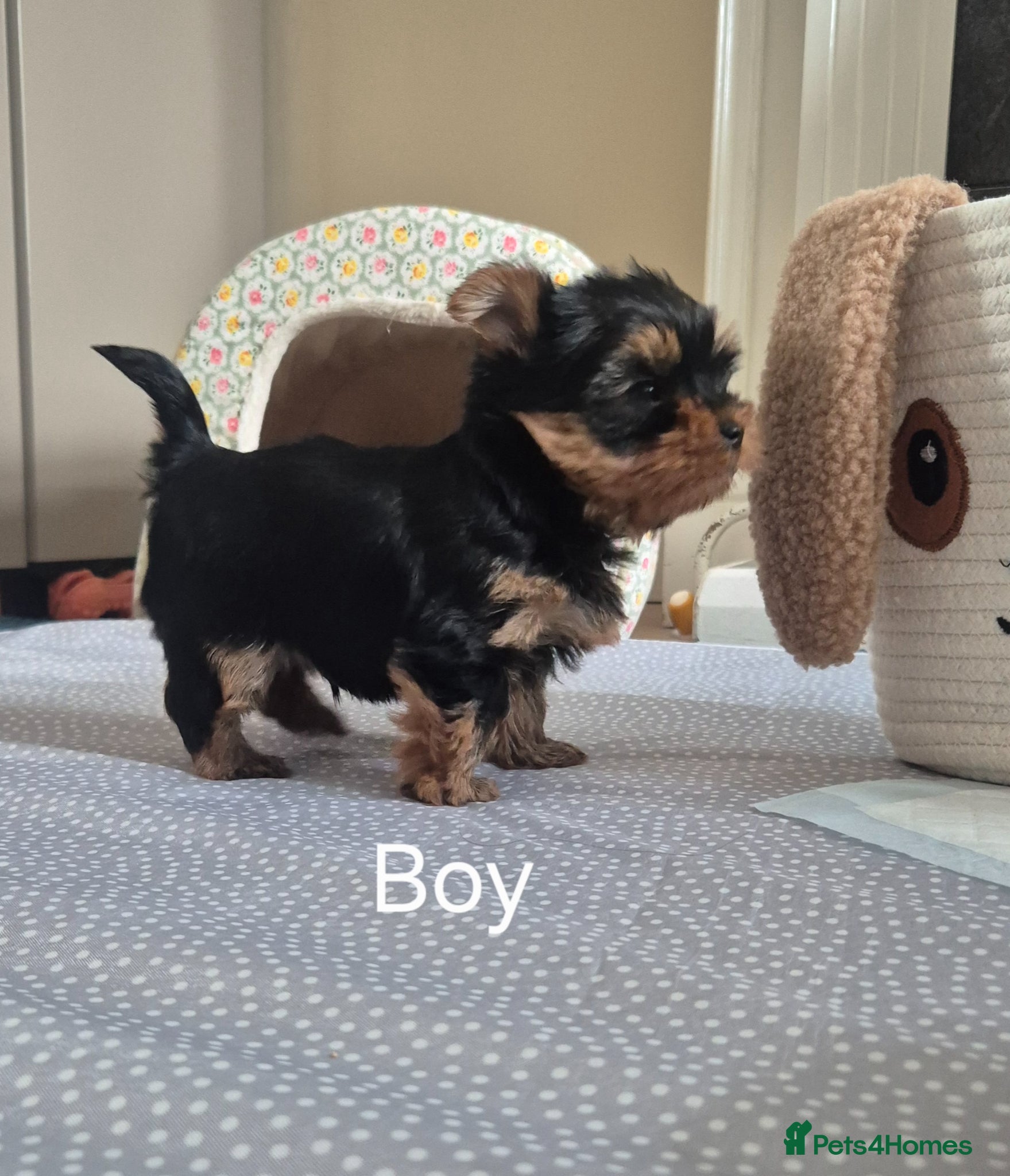 Yorkshire Terrier dogs for sale:  KC Registered Yorkshire Terrier Puppies  - Advert 7