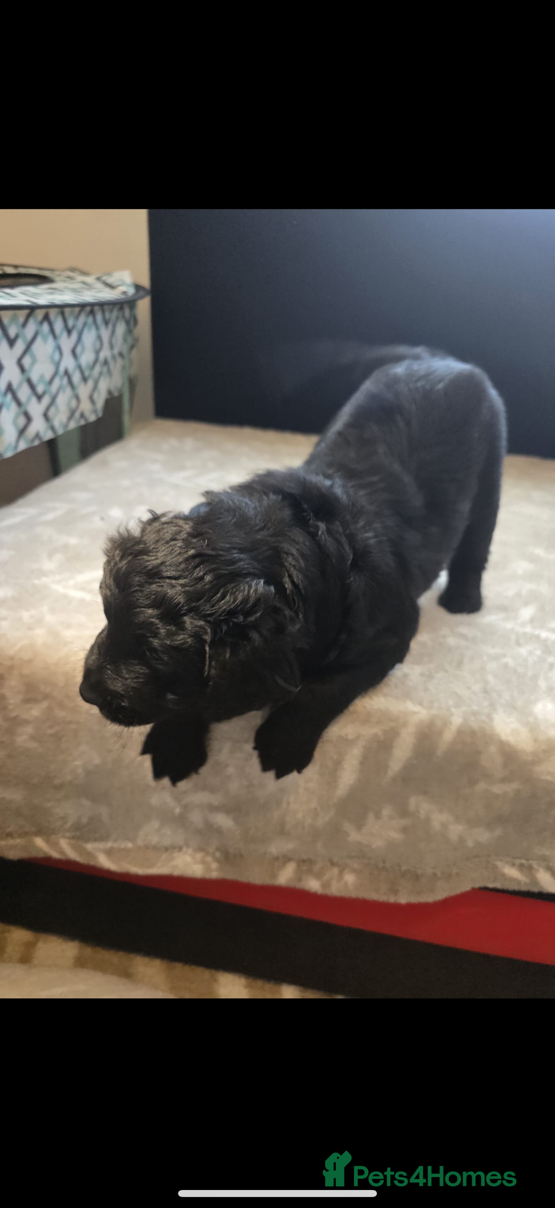 Goldador dogs for sale: Goldador x Labrottie Miniature Puppies for Sale - Advert 24