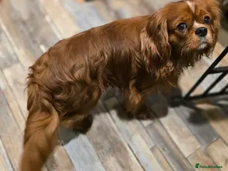 Cavalier King Charles Spaniel dogs Ruby Cavalier available for Stud - Advert 2
