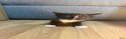 Korat cats for sale: Kittens Looking for Their Forever Homes - Advert 27