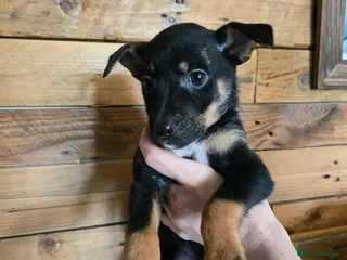 Mixed Breed dogs 10 beautiful shepherd-staff pups 🐶 - Advert 6