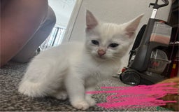 Mixed Breed cats for sale: 9 amazing kittens for rehoming (free) - Image 7