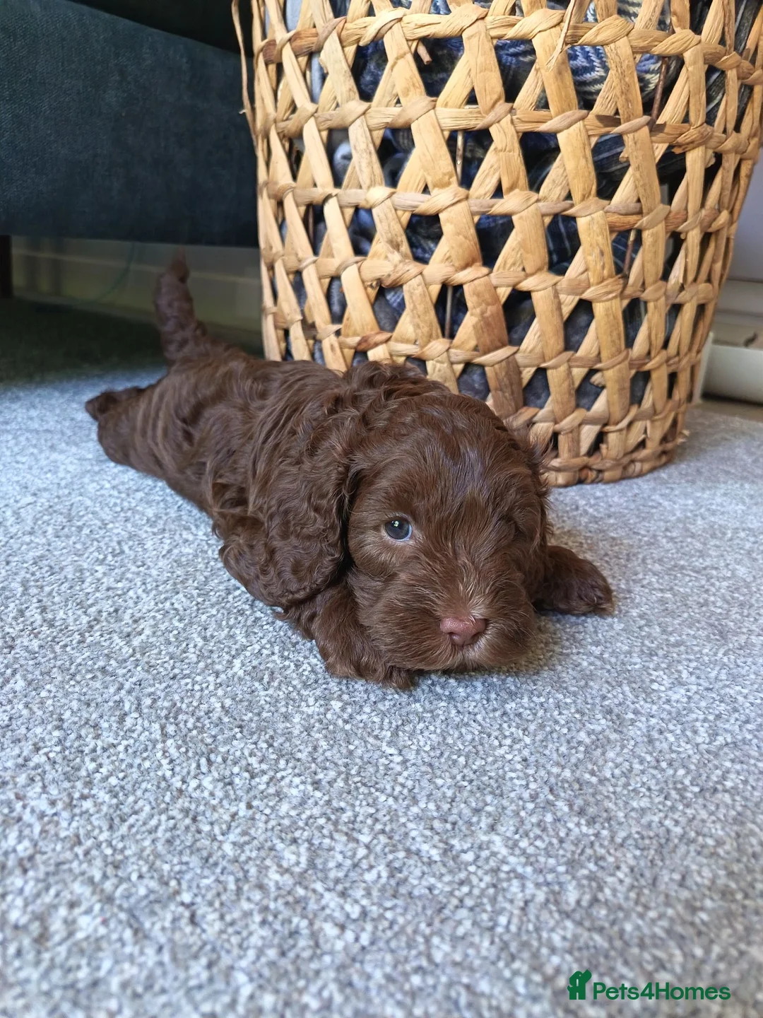 Cockapoo dogs for sale: 1 gorgeous male cockapoo  in Ipswich - Advert 5