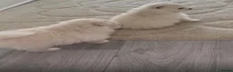 Pomeranian dogs for sale: READY TO LEAVE - Advert 21