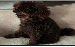 Toy Poodle dogs for sale: Asian toy poodle - Image 2