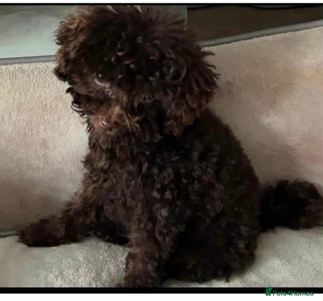 Toy Poodle dogs for sale: Asian toy poodle - Image 2