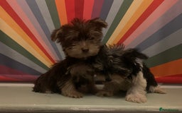 Biewer Terrier dogs for sale: Reduced Last 2 left 5 stunning Biewer Terriers - Image 3