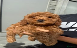 Cockapoo dogs for sale: Stunning best quality cockapoo puppies - Image 3
