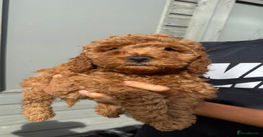 Cockapoo dogs - Advert 8