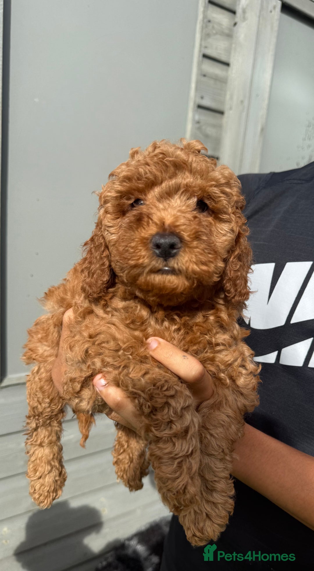 Cockapoo dogs for sale: Stunning best quality cockapoo puppies - Image 3