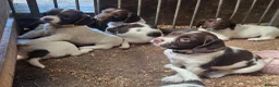English Springer Spaniel dogs for sale: Farm bred springer spaniel puppies - Advert 7