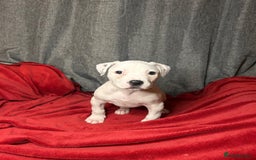 American Bulldog dogs for sale: American Bulldog - Image 1