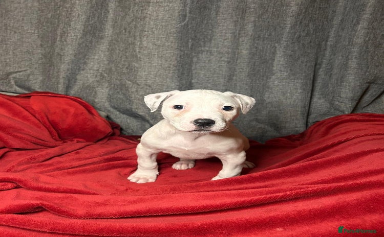 American Bulldog dogs - Advert 2