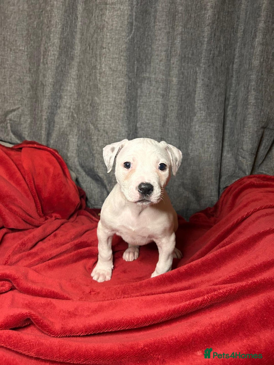 American Bulldog dogs for sale: American Bulldog - Image 1