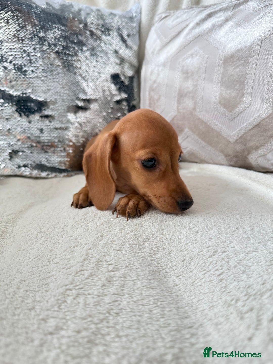 Miniature Dachshund dogs for sale: Miniature red dachshunds - Image 10