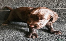 Cockapoo dogs for sale: Cockerpoo puppies F1  - Image 16