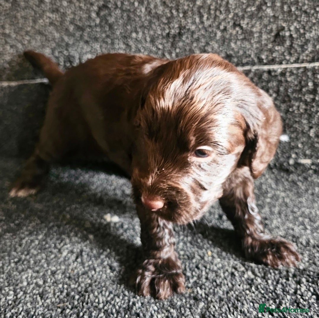 Cockapoo dogs for sale: Cockerpoo puppies F1  - Image 16