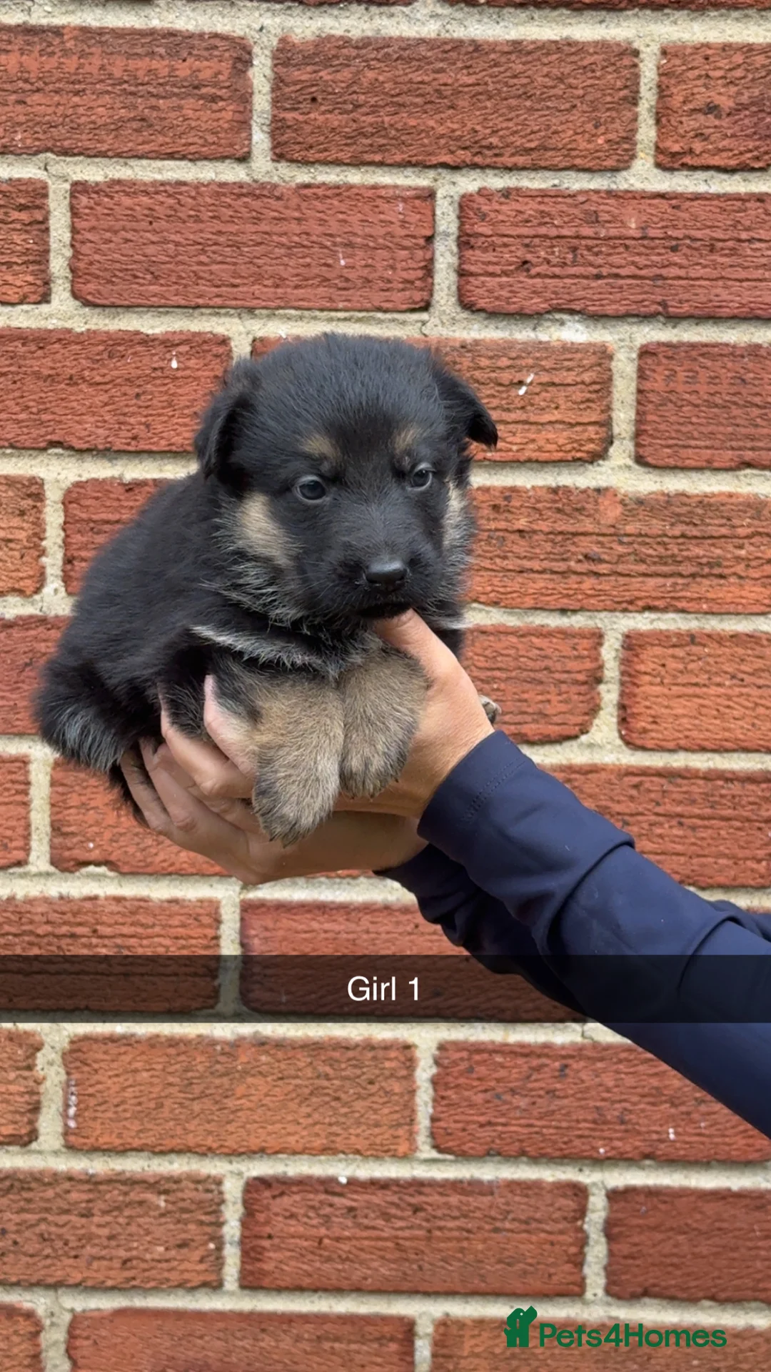 German Shepherd dogs for sale: Short haired German shepherds  - Advert 2