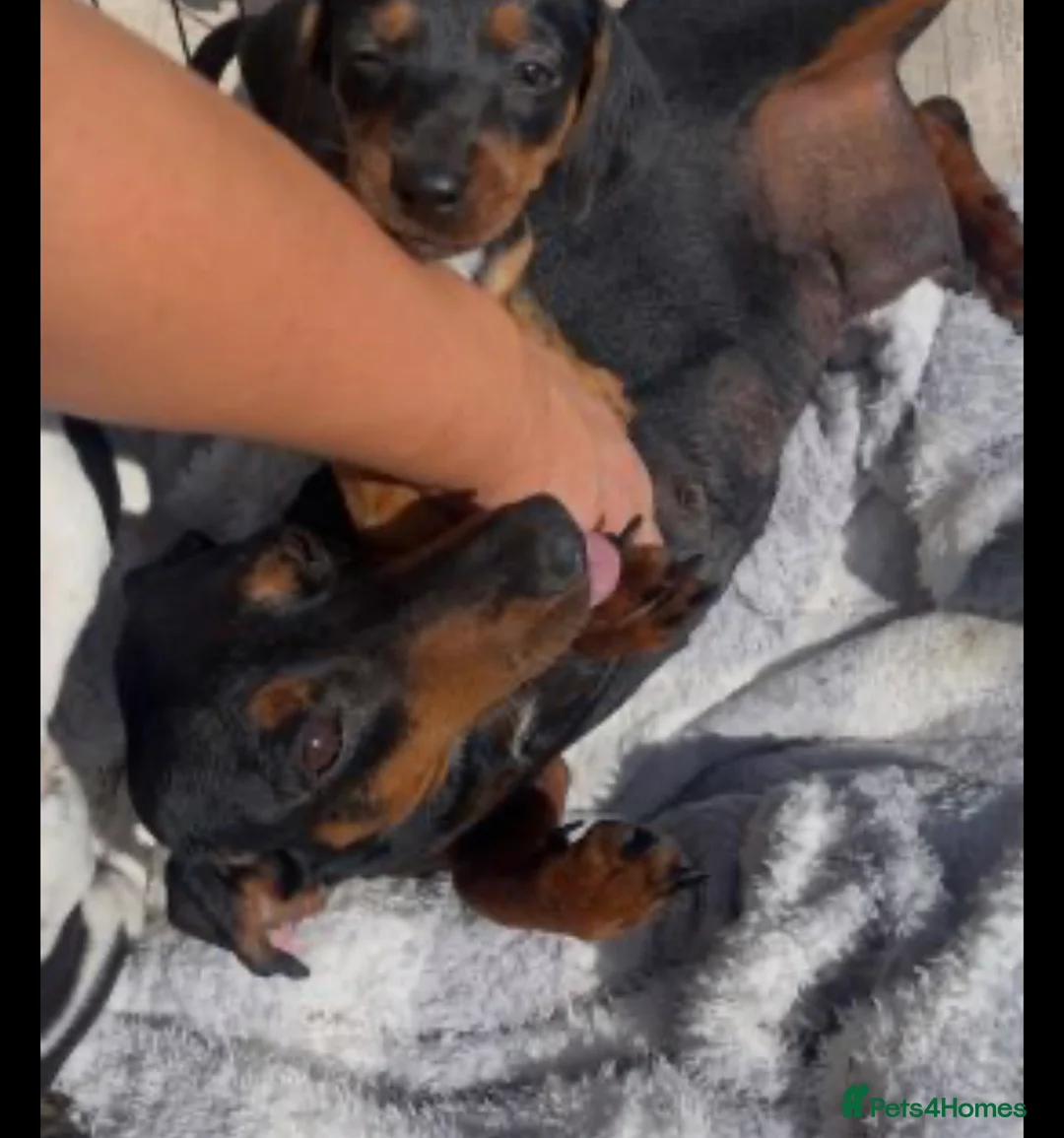 Mixed Breed dogs for sale: Black and tan dashchund in Exeter - Advert 2