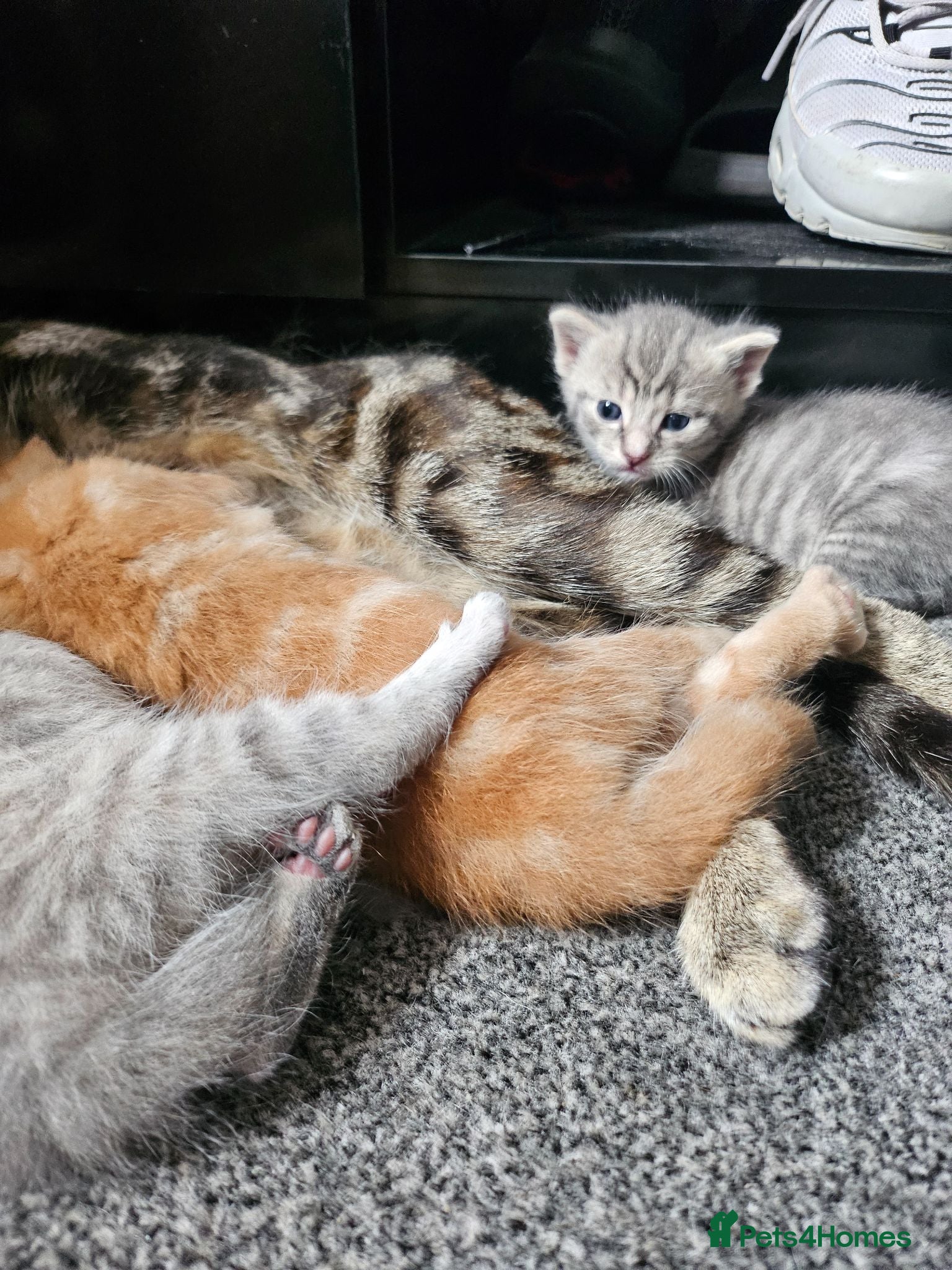 Mixed Breed cats Beautiful tabby cross kittens for sale  - Advert 8