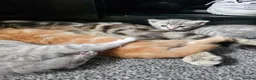 Mixed Breed cats for sale: Beautiful tabby cross kittens for sale  - Advert 5