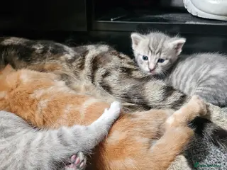 Mixed Breed cats Beautiful tabby cross kittens for sale - Advert 8