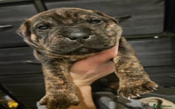 Mixed Breed dogs for sale: Cane corso x shar pei x staffy - Advert 4