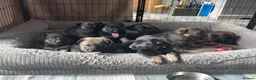 German Shepherd dogs for sale: STRAIGHT BACKED WORKING / PROTECTION DOGS - Advert 8