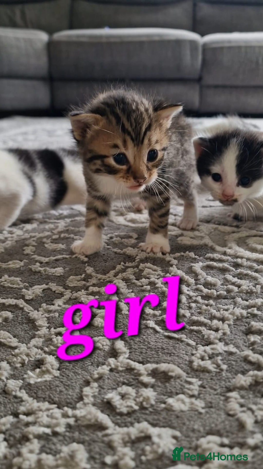 Maine Coon cats for sale: Beautiful Maine Coon X kittens  - Image 4
