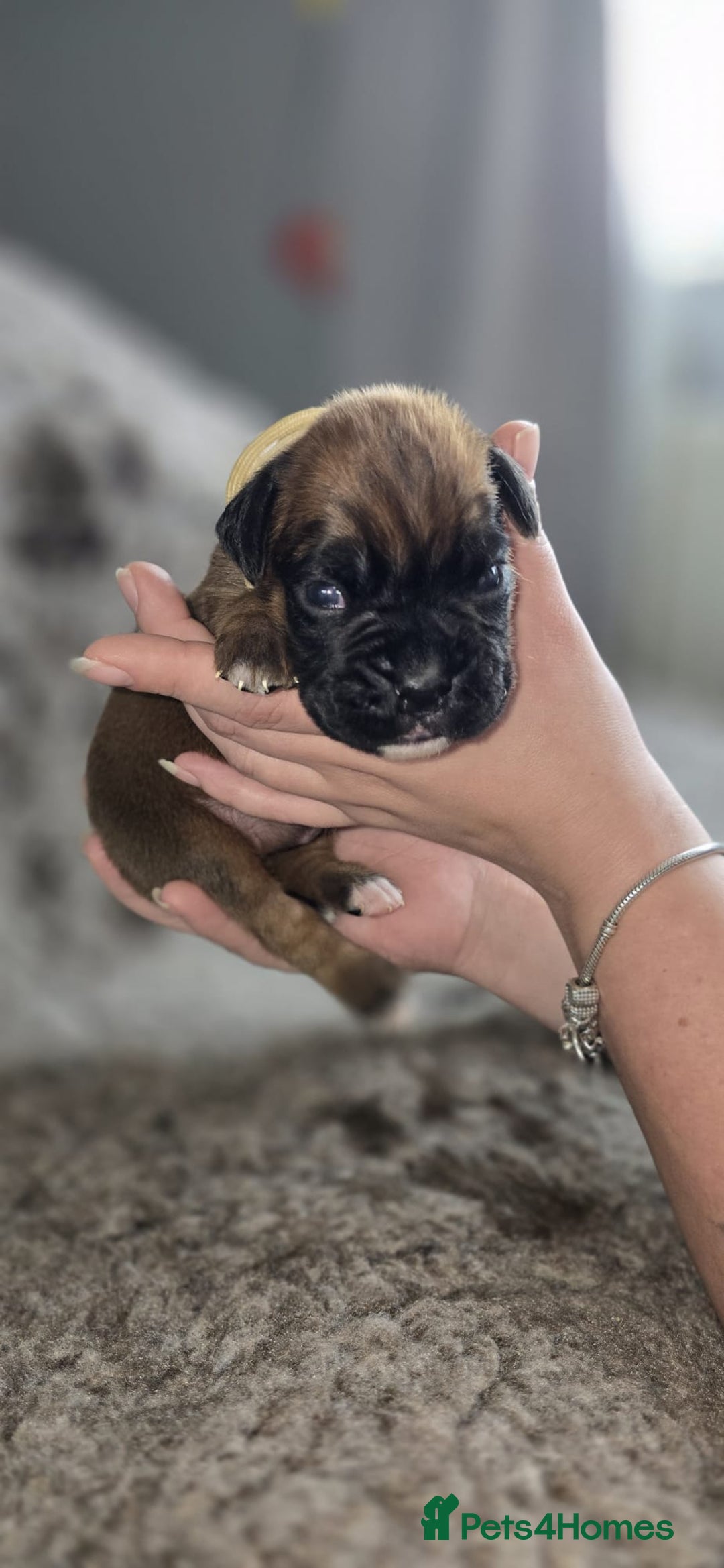 Boxer dogs for sale: Boxer puppies - Image 22