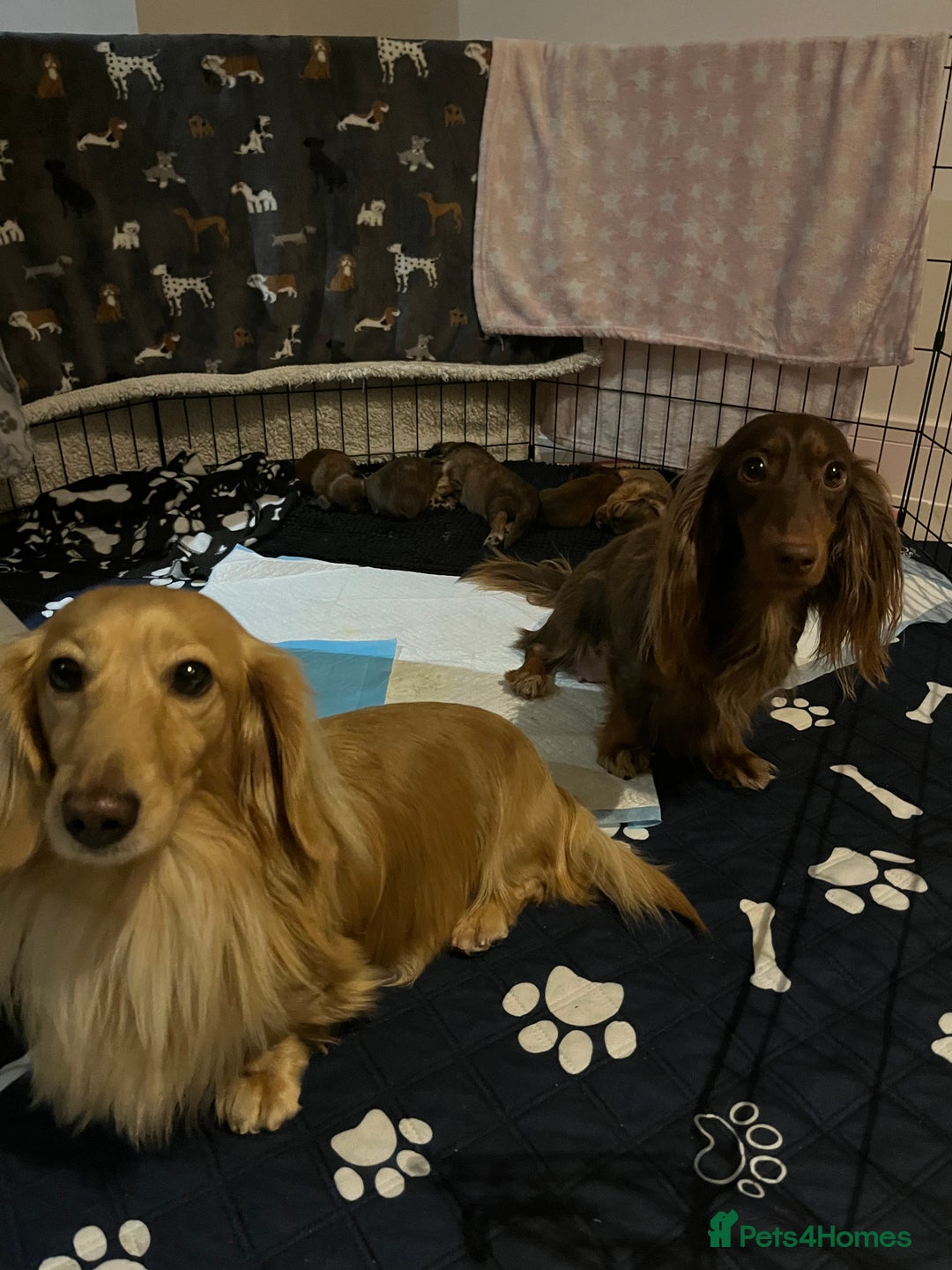 Miniature Dachshund dogs for sale: Family owned miniature longhaired dachshunds - Image 10