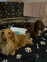 Miniature Dachshund dogs Pedigree - miniature longhaired dachshunds - Advert 8