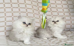 Persian cats for sale: Ready to leave 2 left!  in Birmingham - Image 3
