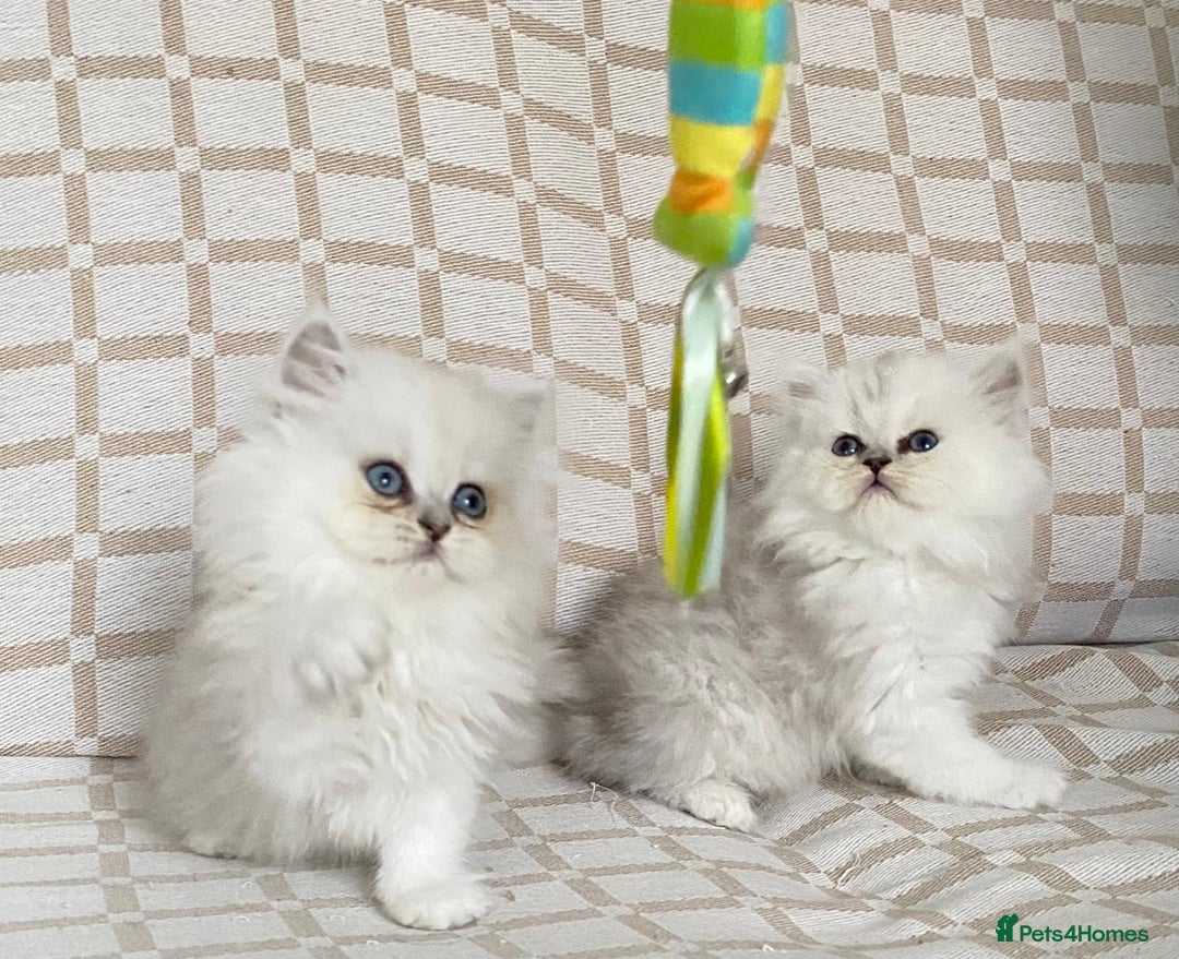 Persian cats for sale: Ready to leave 2 left!  in Birmingham - Image 3