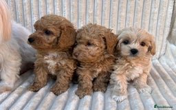 Maltipoo dogs for sale: Blue eyes F1 Maltipoo puppies - Image 2