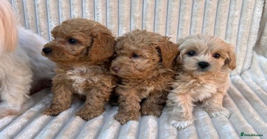 Maltipoo dogs - Advert 6