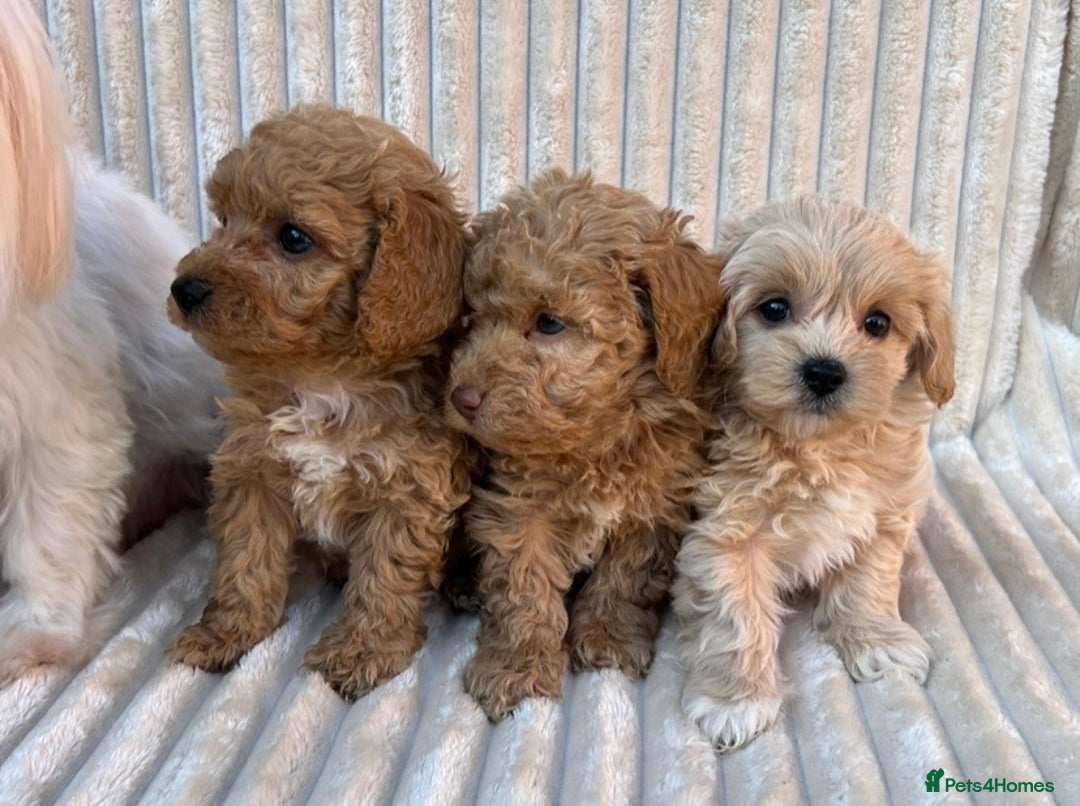 Maltipoo dogs for sale: Blue eyes F1 Maltipoo puppies - Image 2