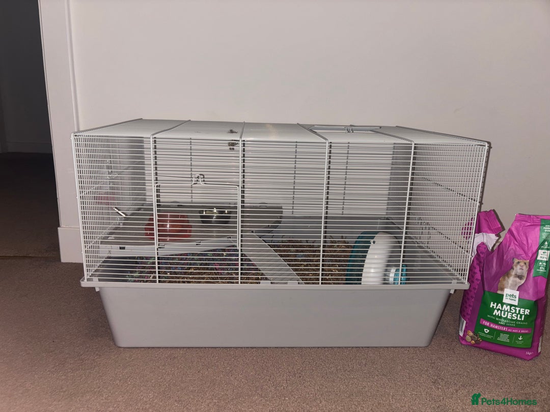Hamster rodents for sale: Russian Dwarf Hamster  - Advert 3