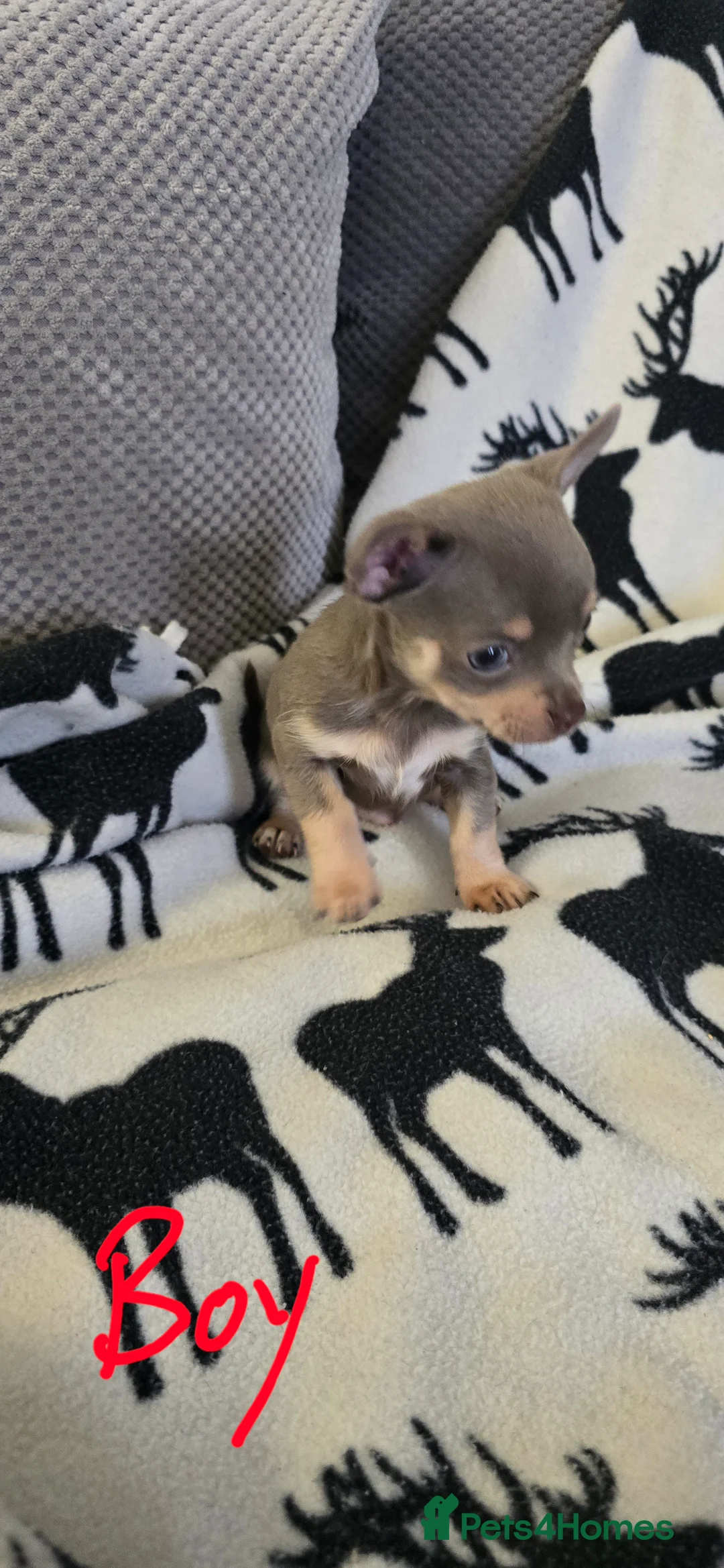 Chihuahua dogs for sale: Beautiful Chihuahua puppies  in Blackwood - Advert 22