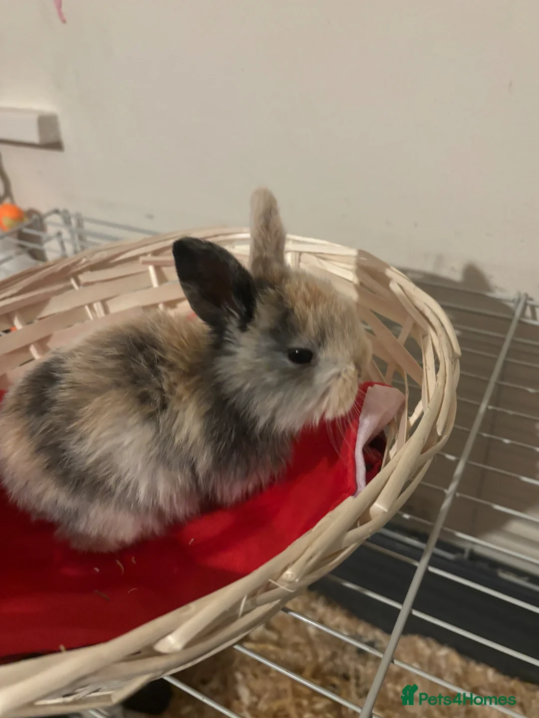 Mini Lop rabbits for sale: Baby mini lops  - Advert 4