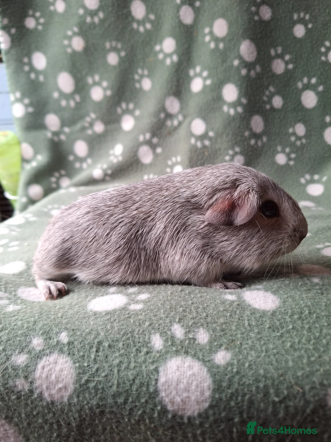 Guinea Pig rodents for sale: Pure bred chinchilla guinea pig - Advert 1