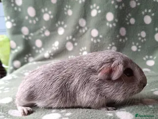 Guinea Pig rodents Pure bred chinchilla guinea pig - Advert 4