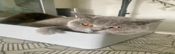 British Shorthair cats for sale: HEALTH TESTED BRITISH SHORTHAIR LILAC MALE KITTEN  - Advert 3