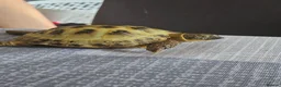 Tortoise reptiles for sale: Horsefield tortoise  in Livingston - Advert 5