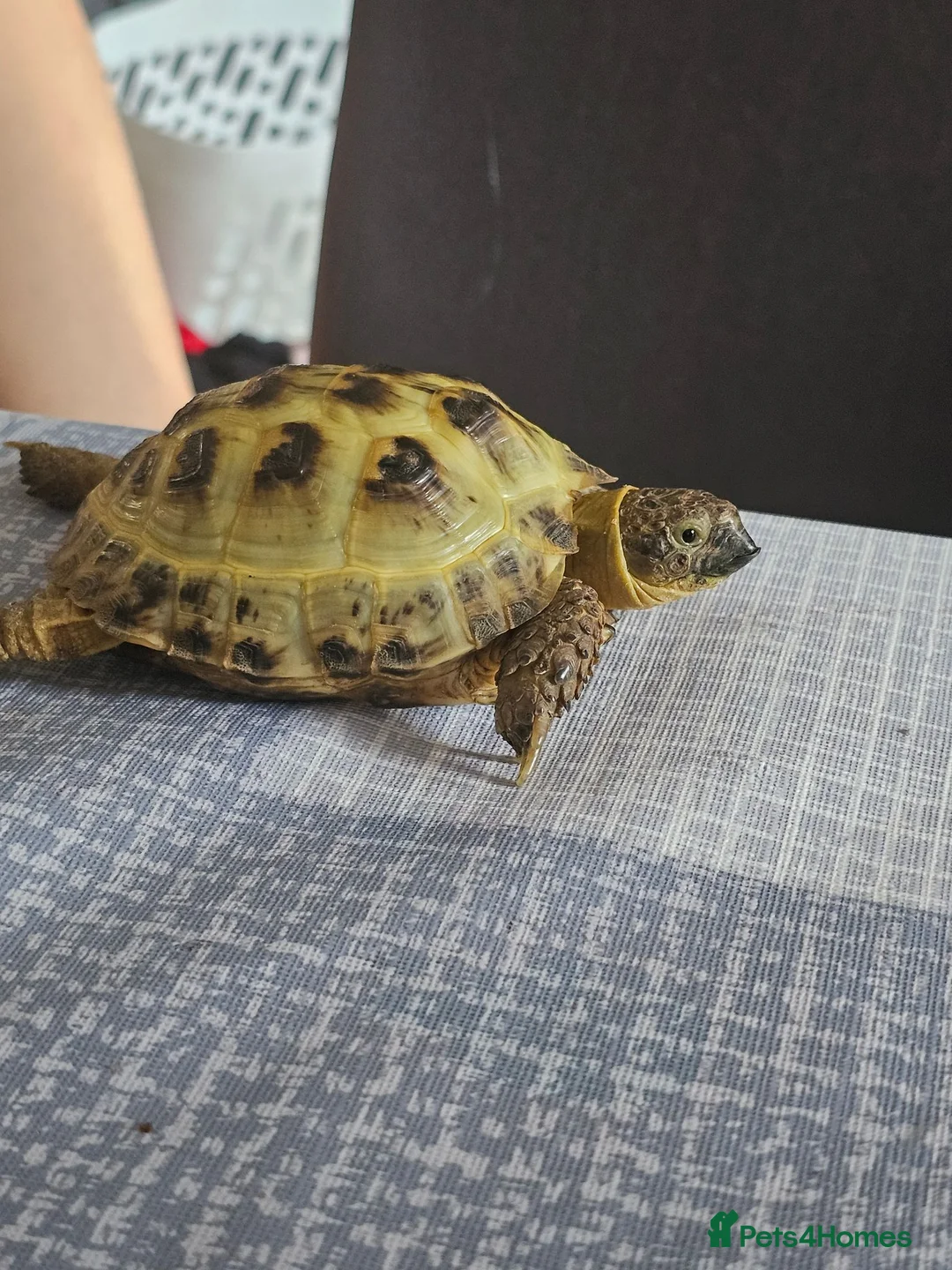 Tortoise reptiles for sale: Horsefield tortoise  in Livingston - Advert 5
