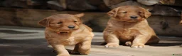 Golden Retriever dogs for sale: KC Registered Working Golden Retriever Puppies - Advert 24