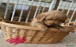 Goldendoodle dogs for sale: Golden doodle puppies ready 12th September  - Image 7