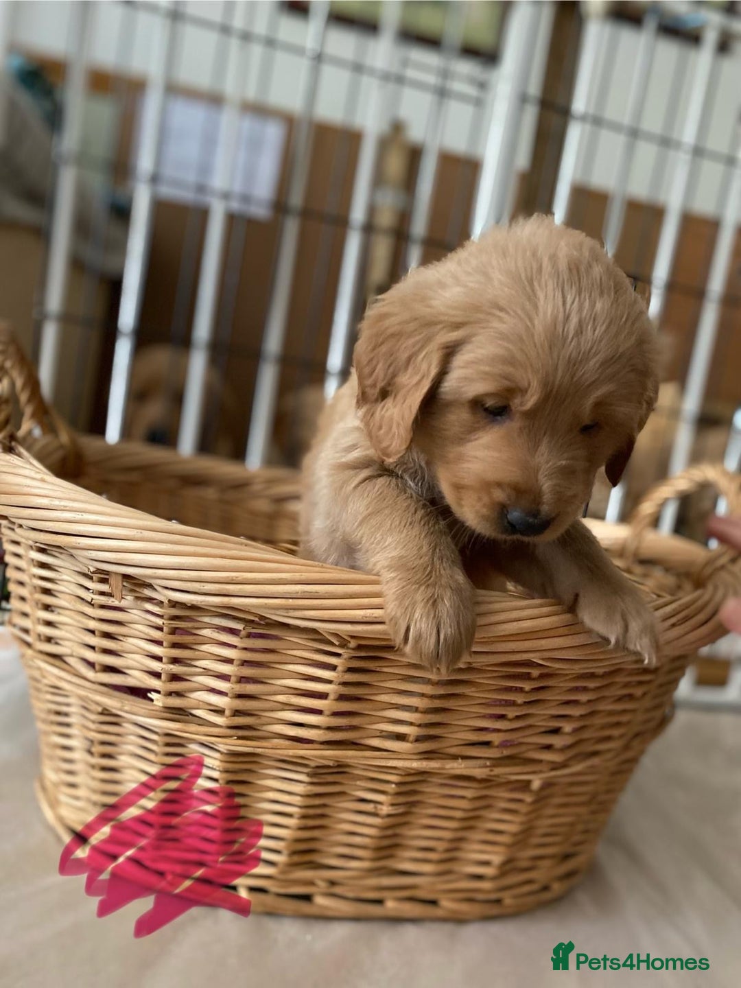 Goldendoodle dogs for sale: Golden doodle puppies ready 12th September  - Image 7