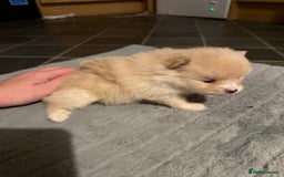 Pomeranian dogs for sale: Two Male Pomeranian’s!  - Advert 35