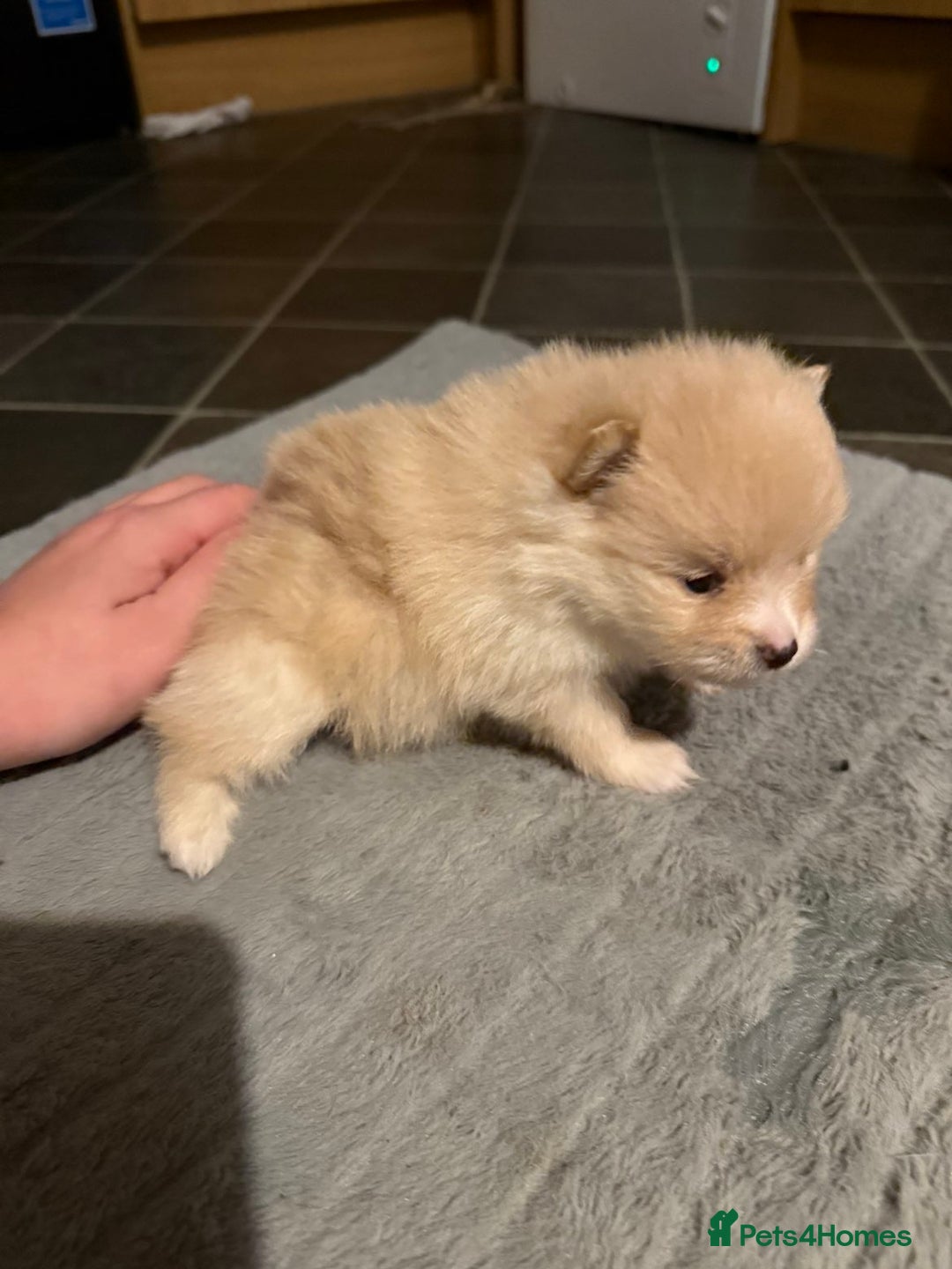 Pomeranian dogs for sale: Two Male Pomeranian’s!  - Advert 35